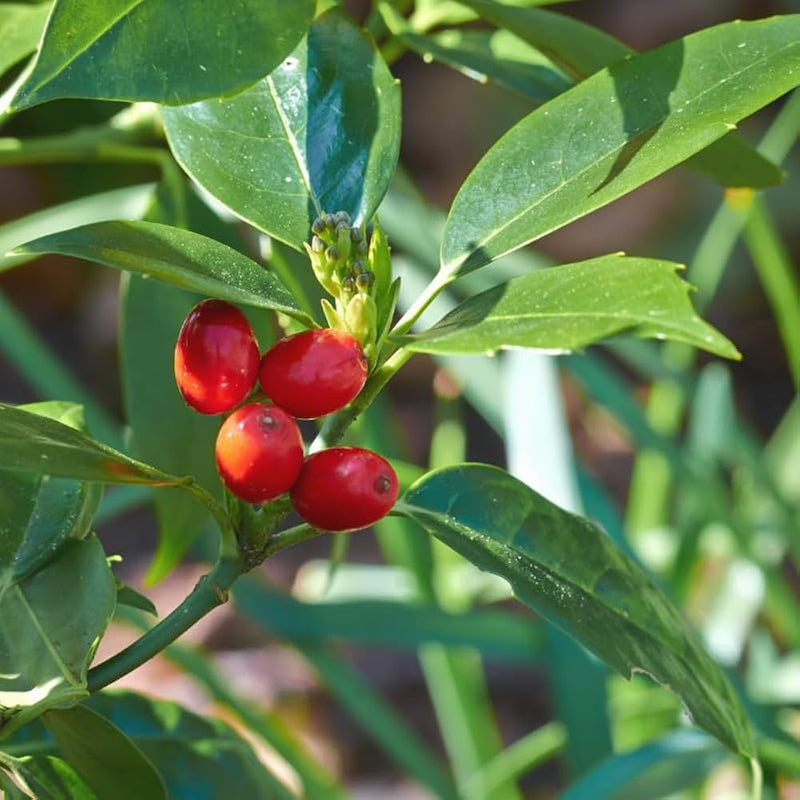Berberis aristata